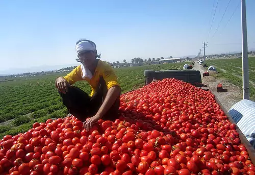 قیمت گوجه فرنگی سر به فلک کشید