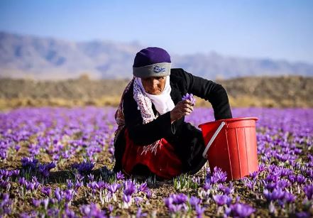 زعفران ایران به اسم کشورهای دیگر صادر می‌شود!